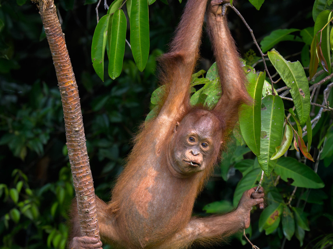 Orangutan Trekking Tours-Pangkalan Bun必去景点