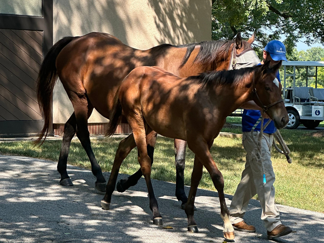 Godolphin-列克星敦必去景点