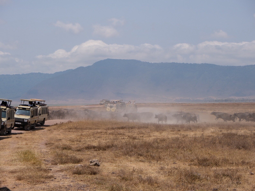 Tanzania Safari Radar - Serengeti Tours from Arusha-阿鲁沙必去景点
