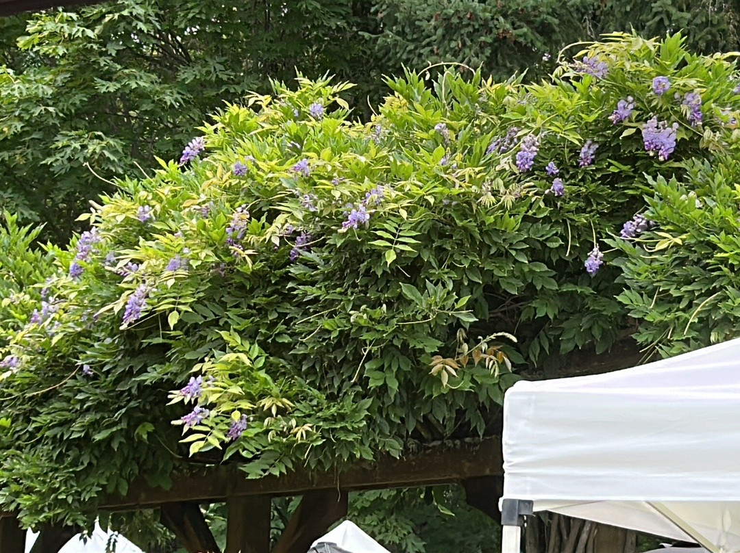 Averill Creek Vineyard-邓肯必去景点