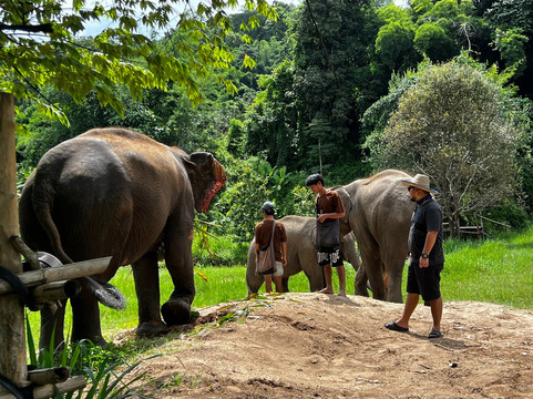 Smile Elephant Chiang Mai-夜登必去景点