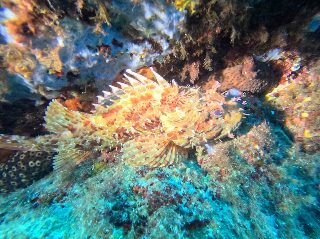 Abyssos Diving School & Snorkeling-Capo Comino必去景点