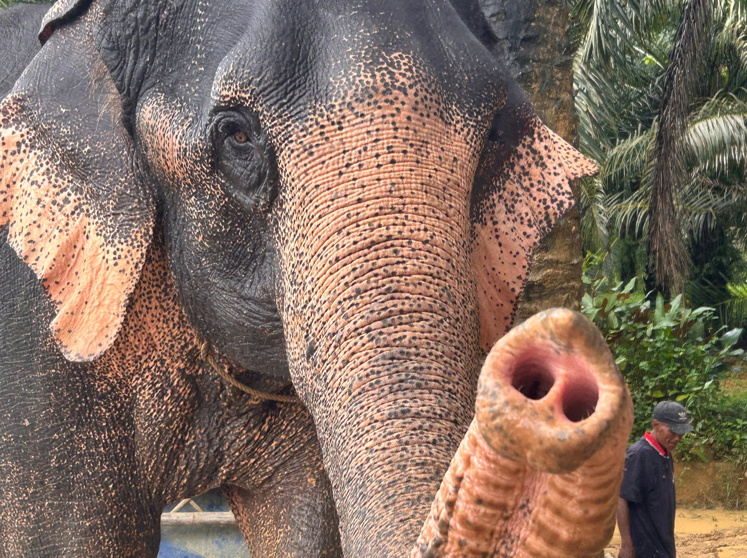 Khao Sok Elephant Sanctuary-拷索国家公园必去景点