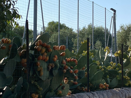 Agriturismo Serrafiori主图