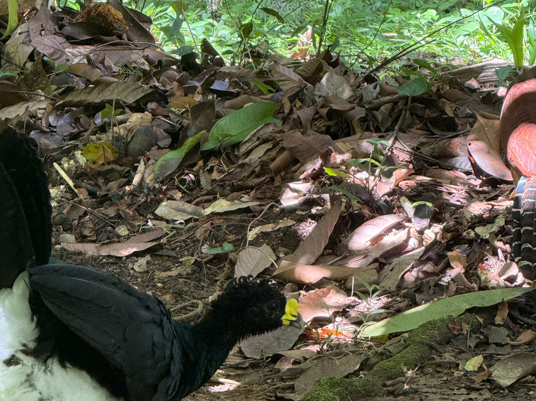 Shooting Star Studio-帕沃尼斯必去景点