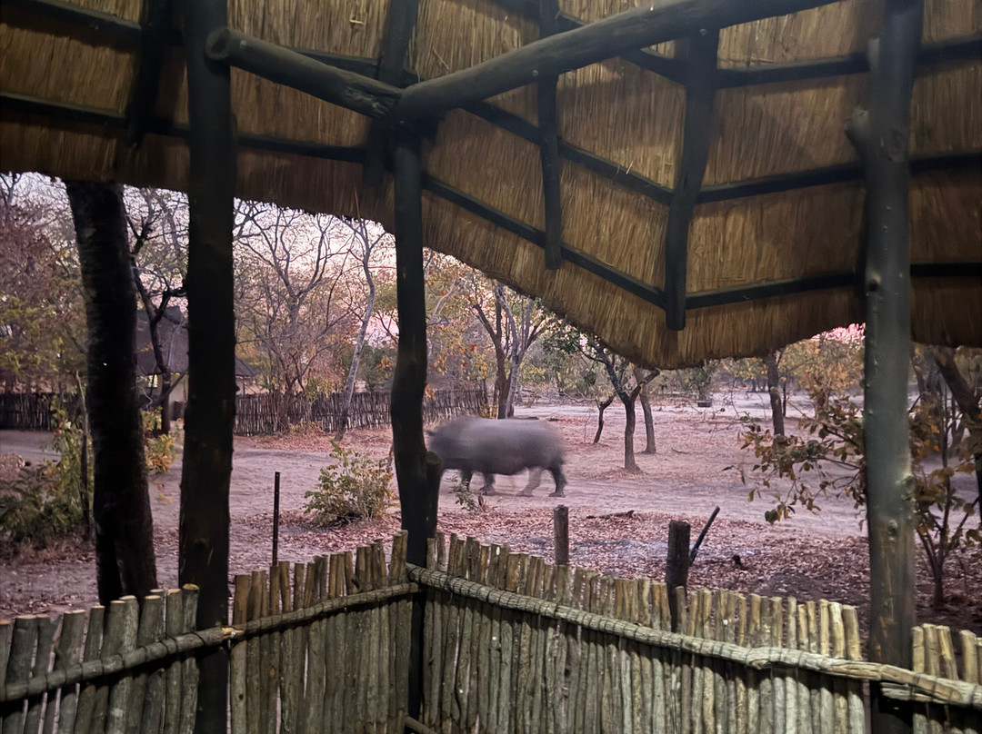 Sukulu Reserve-李文斯顿必去景点