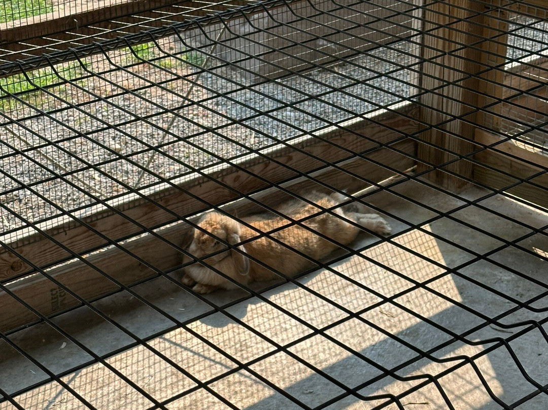 Deer Tracks Junction-Cedar Springs必去景点