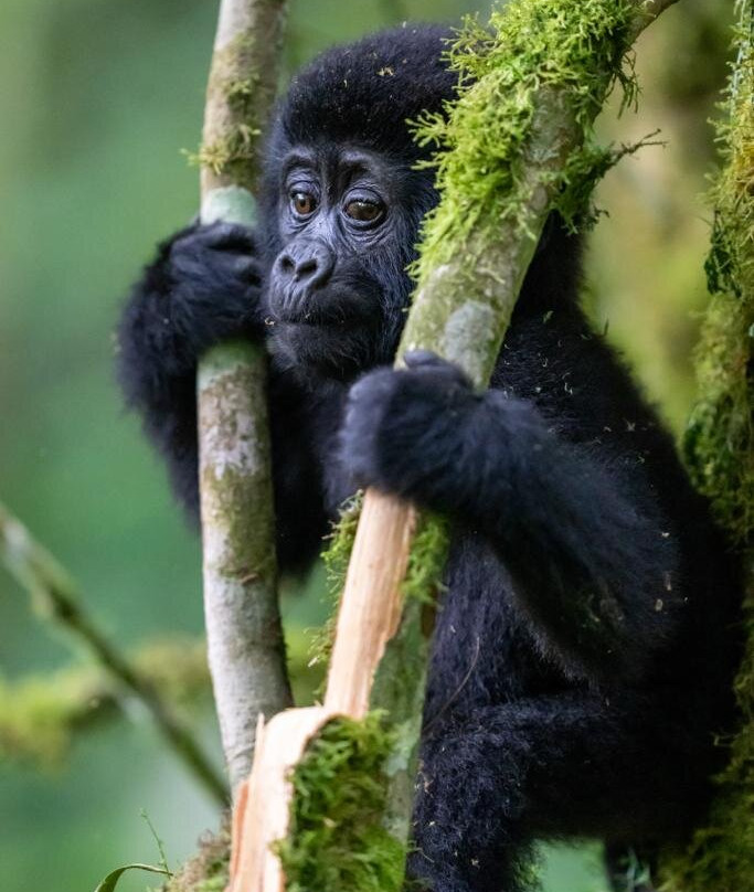 Activentures Africa Safaris-坎帕拉必去景点