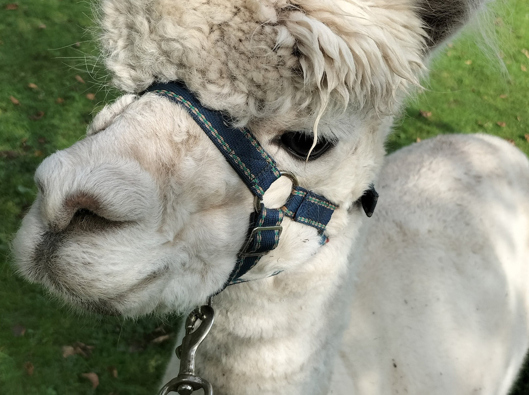 David’s Hill Alpacas-Arbroath必去景点
