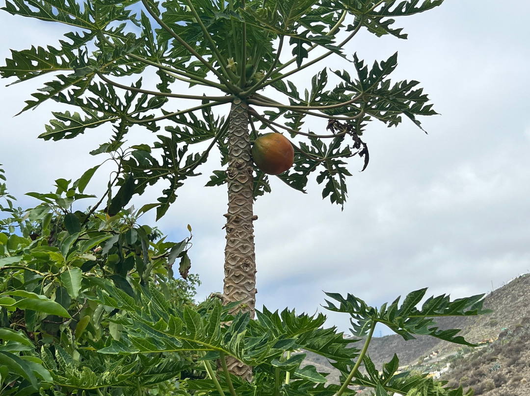 Handmade Tours.-大加那利岛拉斯帕尔马斯必去景点