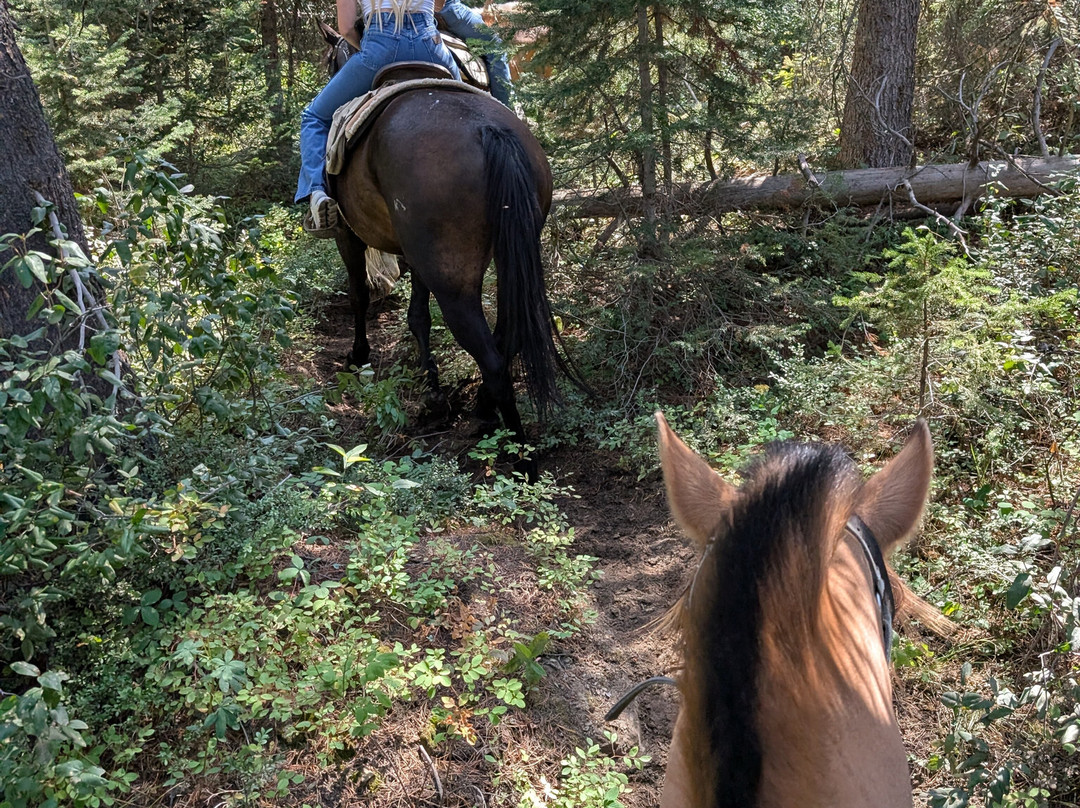 Swift Creek Outfitters & Teton Horseback Adventures-莫兰必去景点