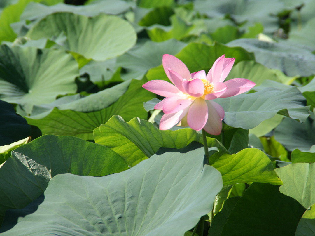 Navigazione Mincio-Rivalta sul Mincio必去景点