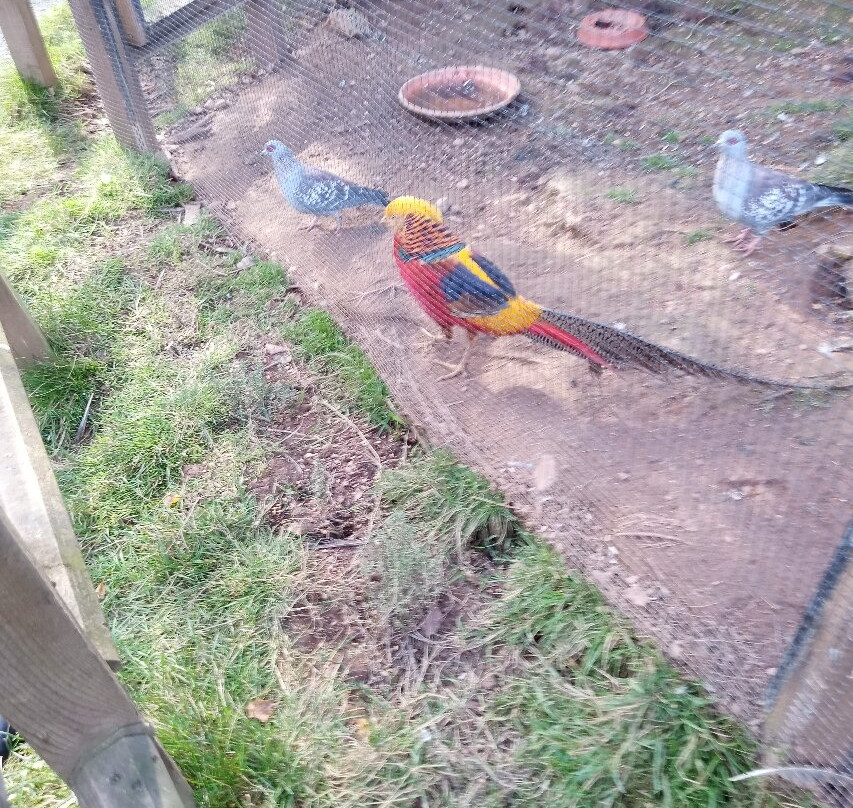 Bird Gardens Scotland Cic-Oxton必去景点