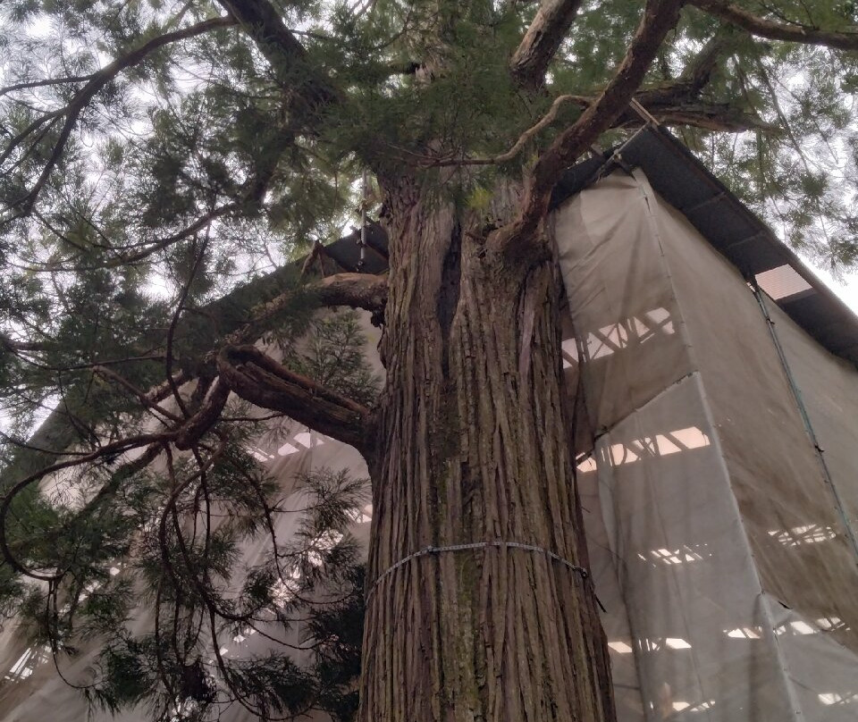 Susa Shrine-出云市必去景点