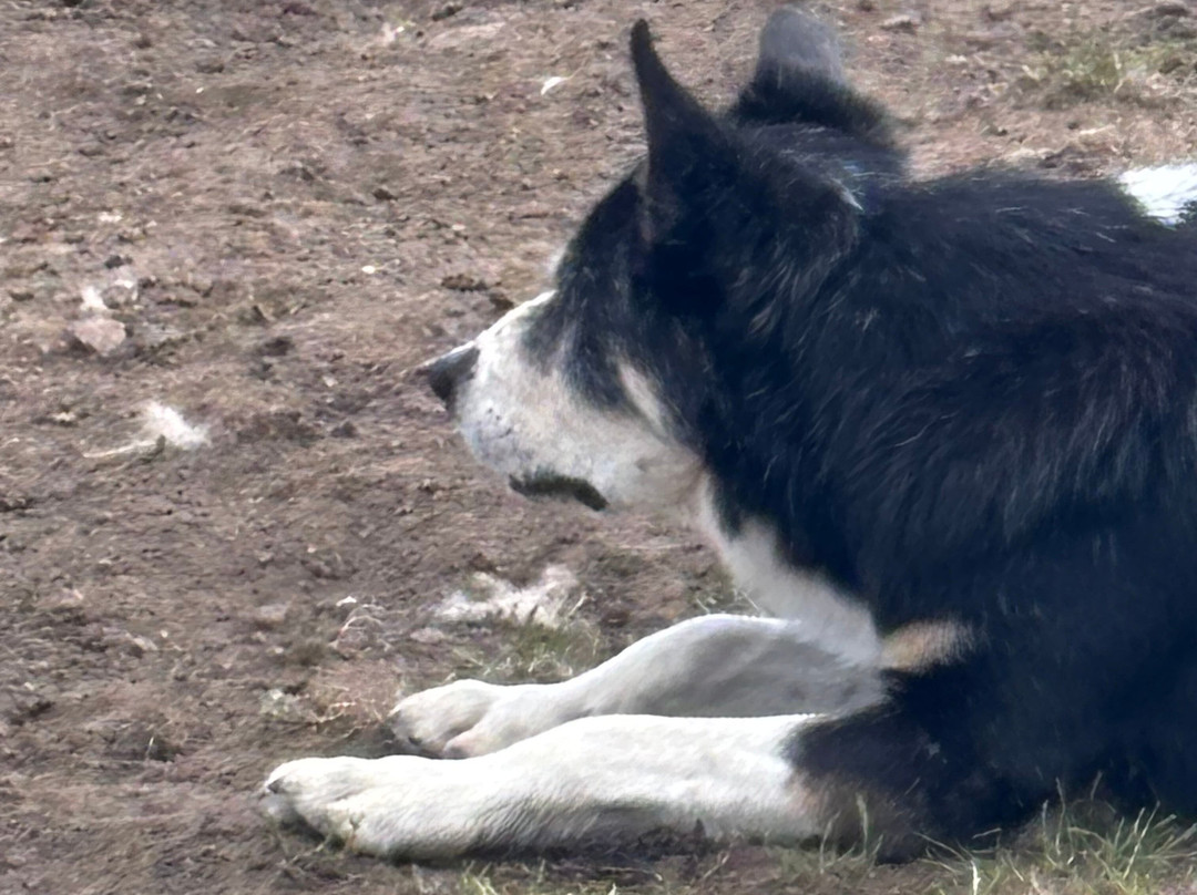 Working Sheepdogs-Kincraig必去景点