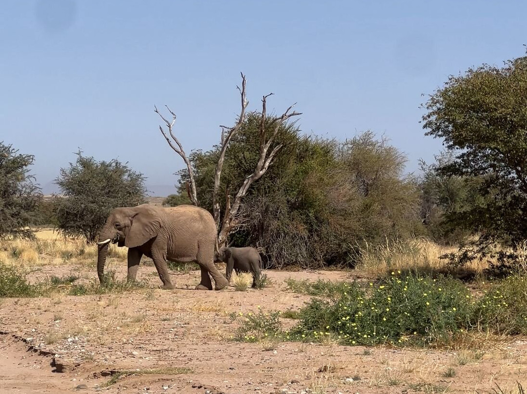 Twyfelfontein Elephant Drives-Palmwag必去景点