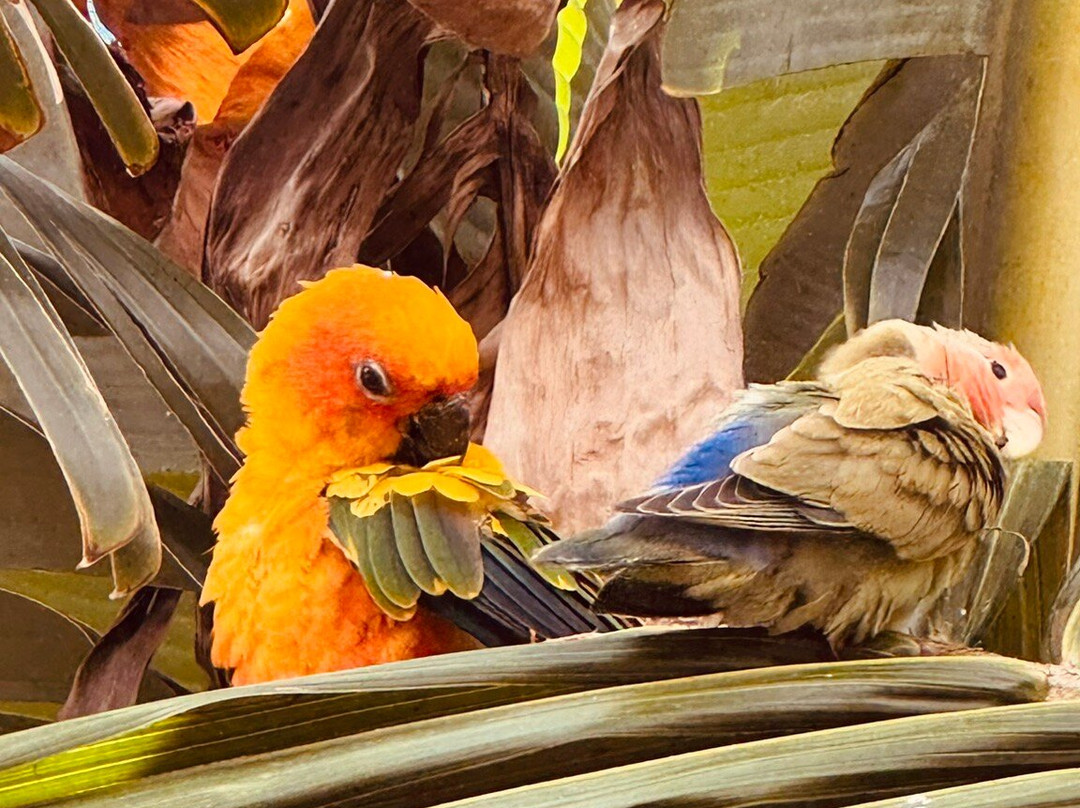 Ilha das Aves-Campanario必去景点