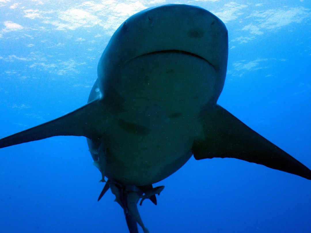 Coral Coast Divers-太平洋港必去景点