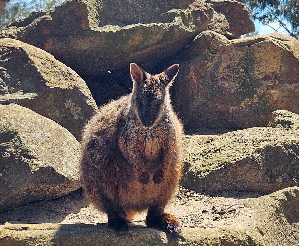 Halls Gap Zoo-贺思盖必去景点