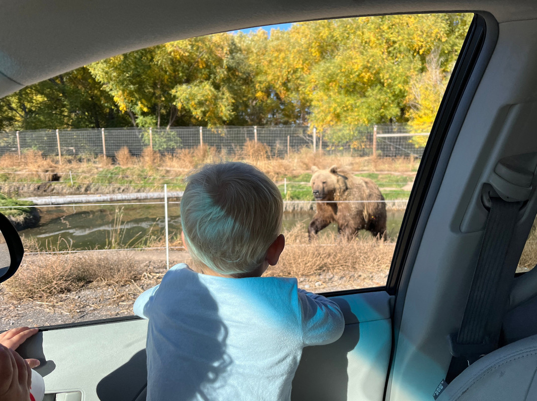 Yellowstone Safari Park-雷克斯堡必去景点