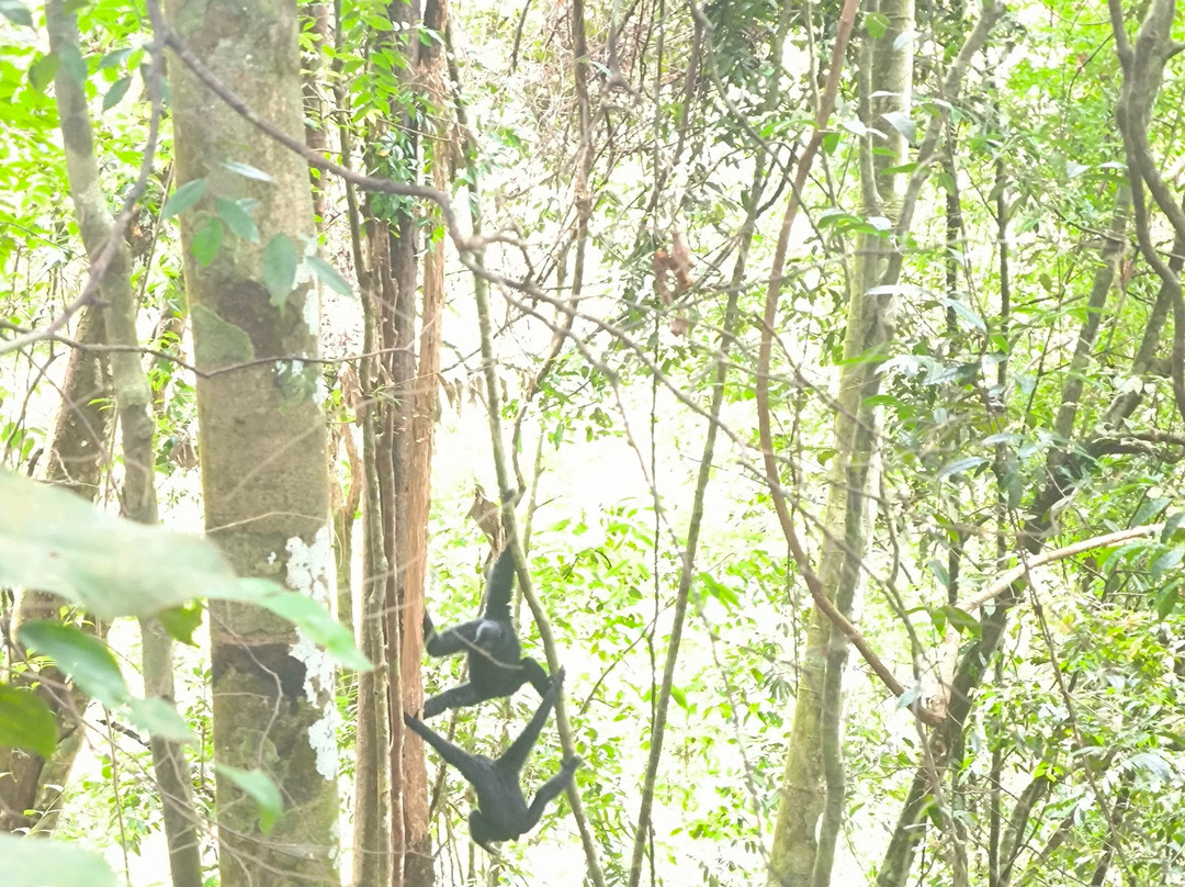 Trekking Orangutan Sumatra-武吉拉旺必去景点