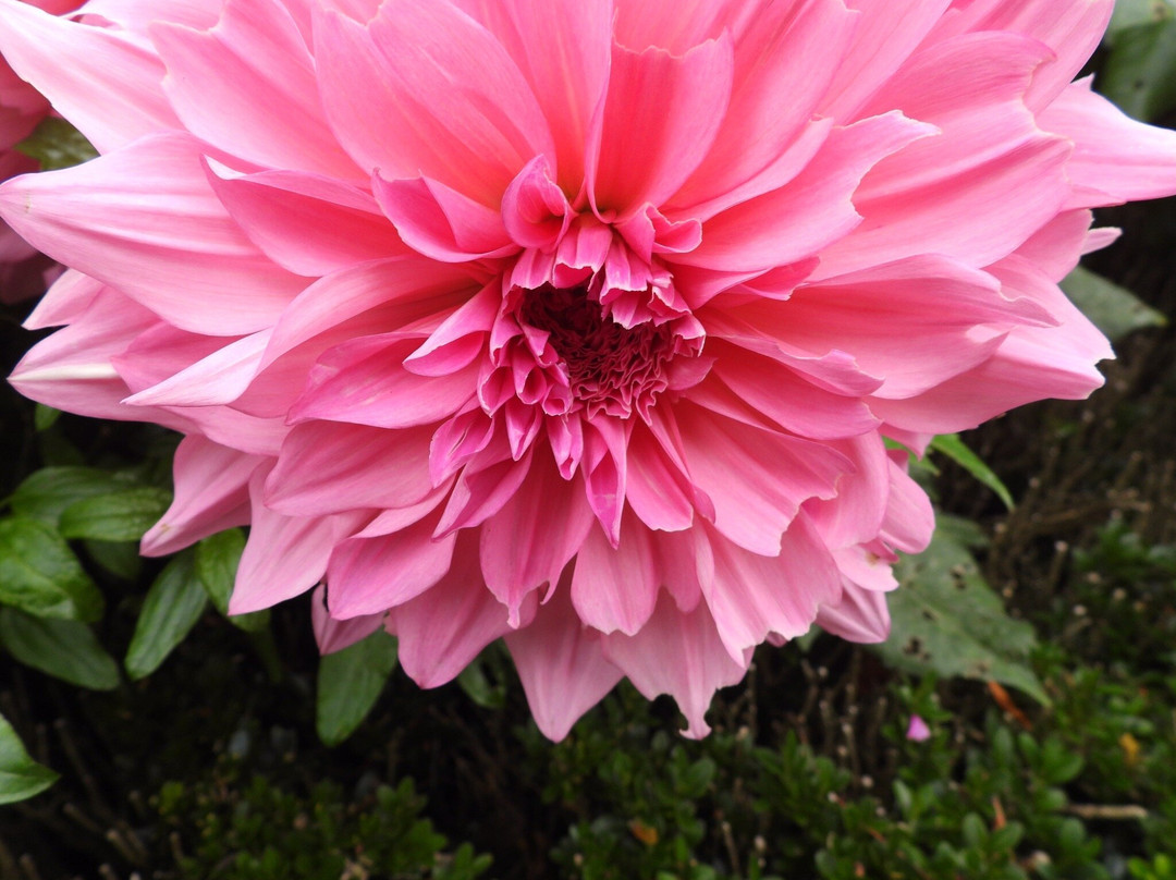 Bicton Park Botanical Gardens-Bicton必去景点