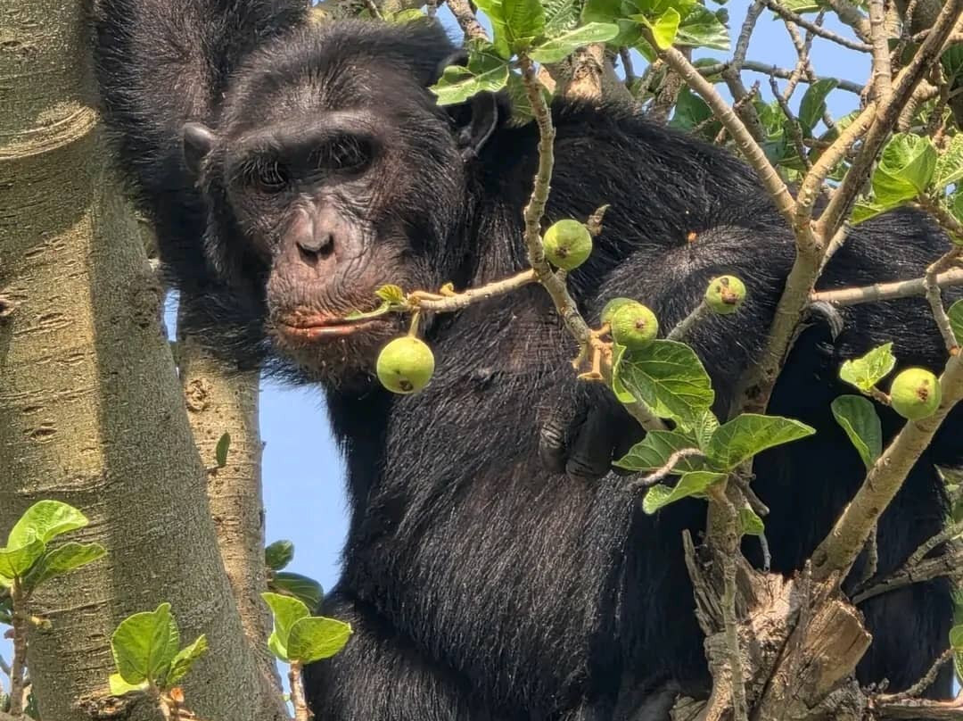 Umarella voyage safaris-恩德培必去景点