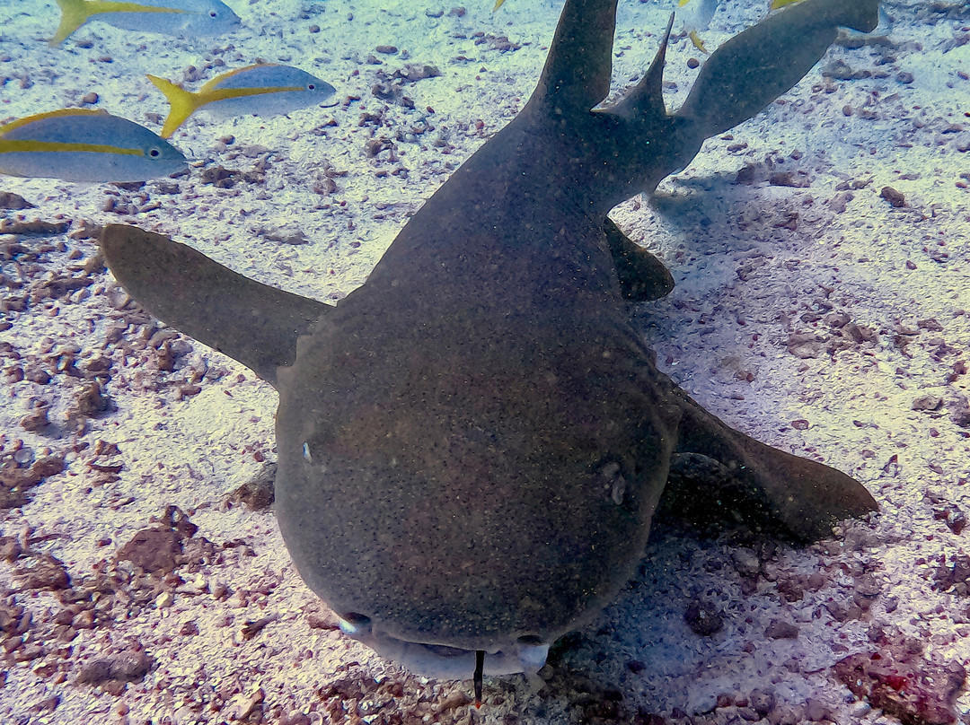 Captain Slate's SCUBA Adventures-Tavernier必去景点