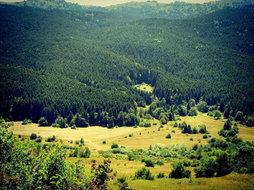 Next To Forest