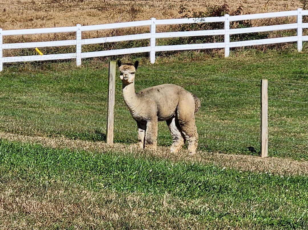 Winchester Creek Farm-韦恩斯维尔必去景点