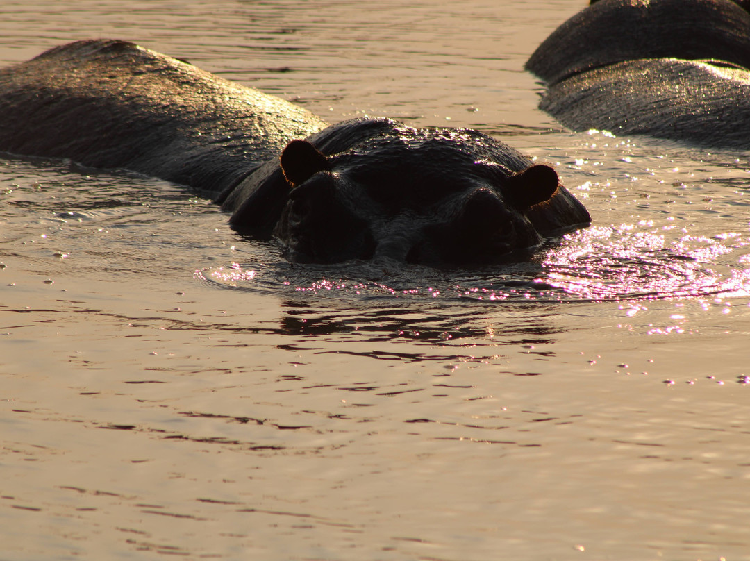 African Safari Group-开普敦必去景点