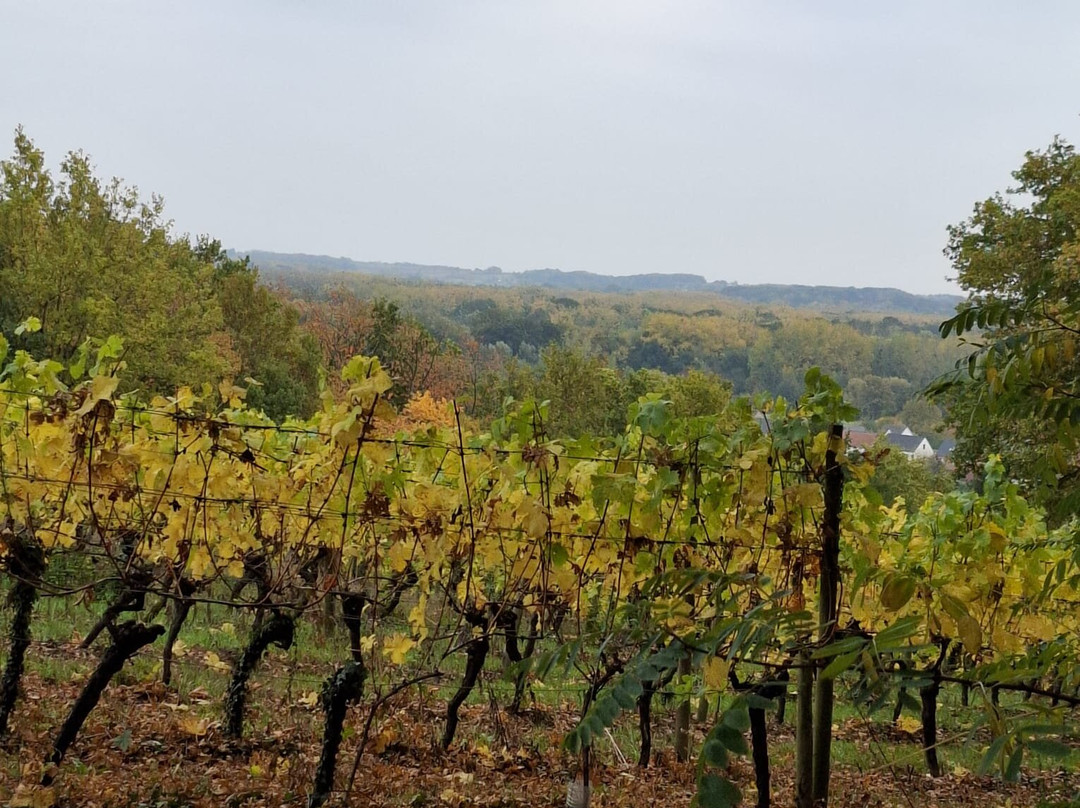 Wijnsafari in Hageland (Bekkevoort)-Bekkevoort必去景点