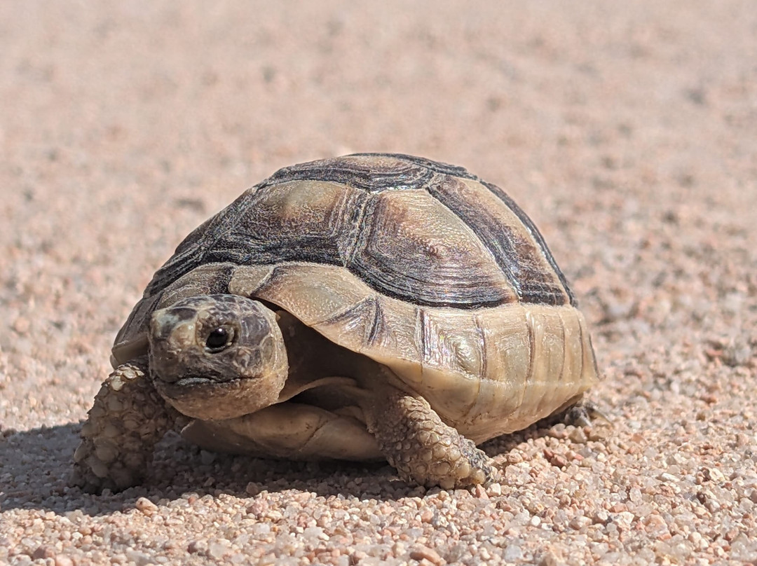 Sardintrek-撒丁岛必去景点