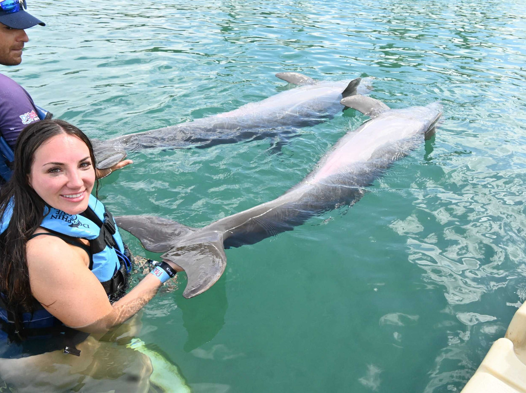 Dolphin Discovery Grand Cayman-西湾必去景点