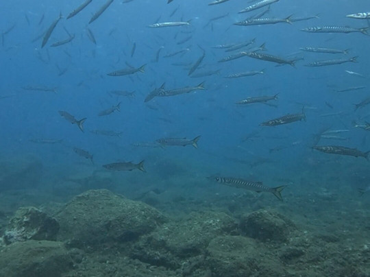 Azul Diving | Ponta de São Lourenço-马希科必去景点
