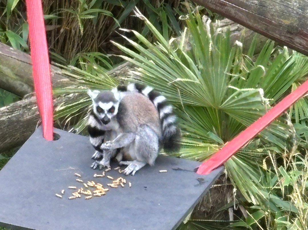 Colchester Zoo-科尔切斯特必去景点