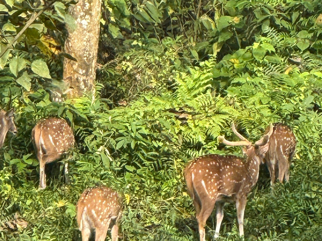 Soaltee Westend Resort Chitwan主图