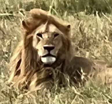 DK Grand Safaris-内罗毕必去景点