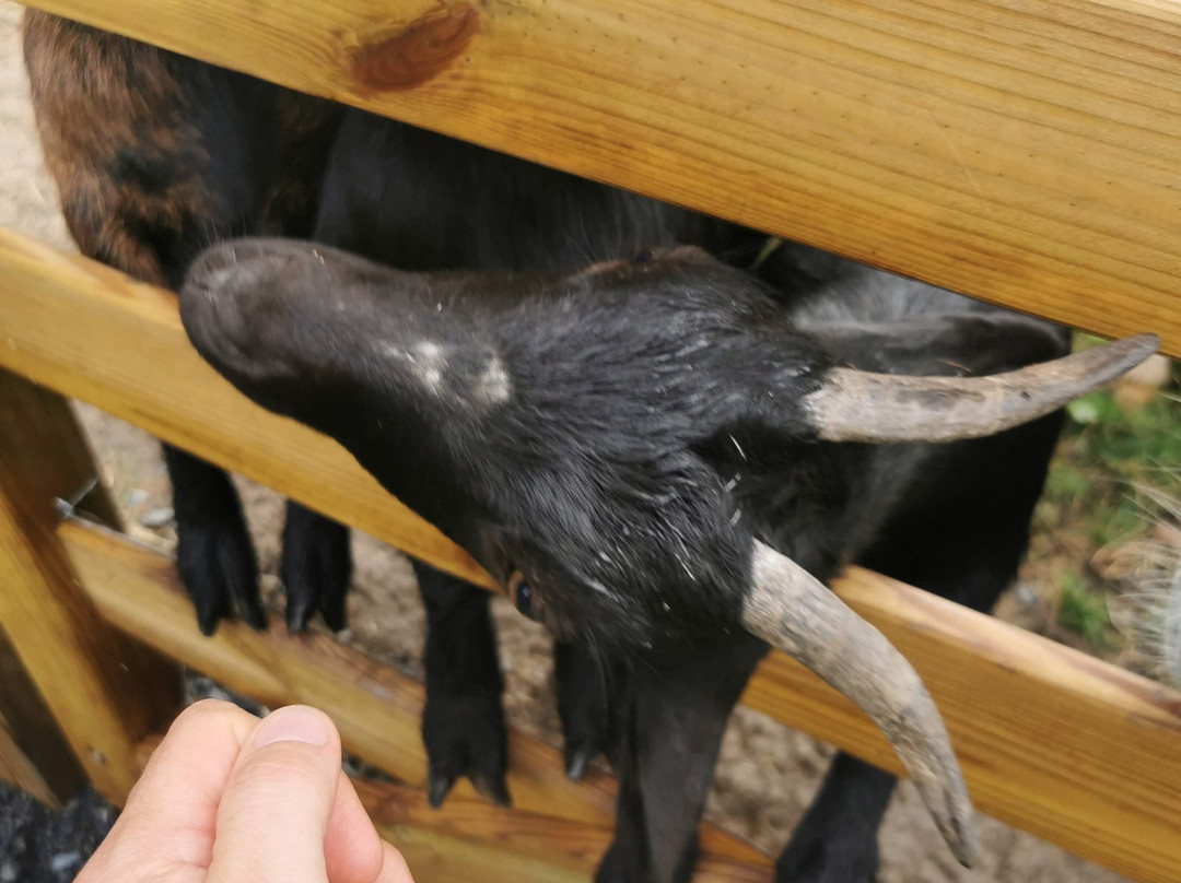 Alpaga Normandie - Animaux Miniatures-巴约必去景点