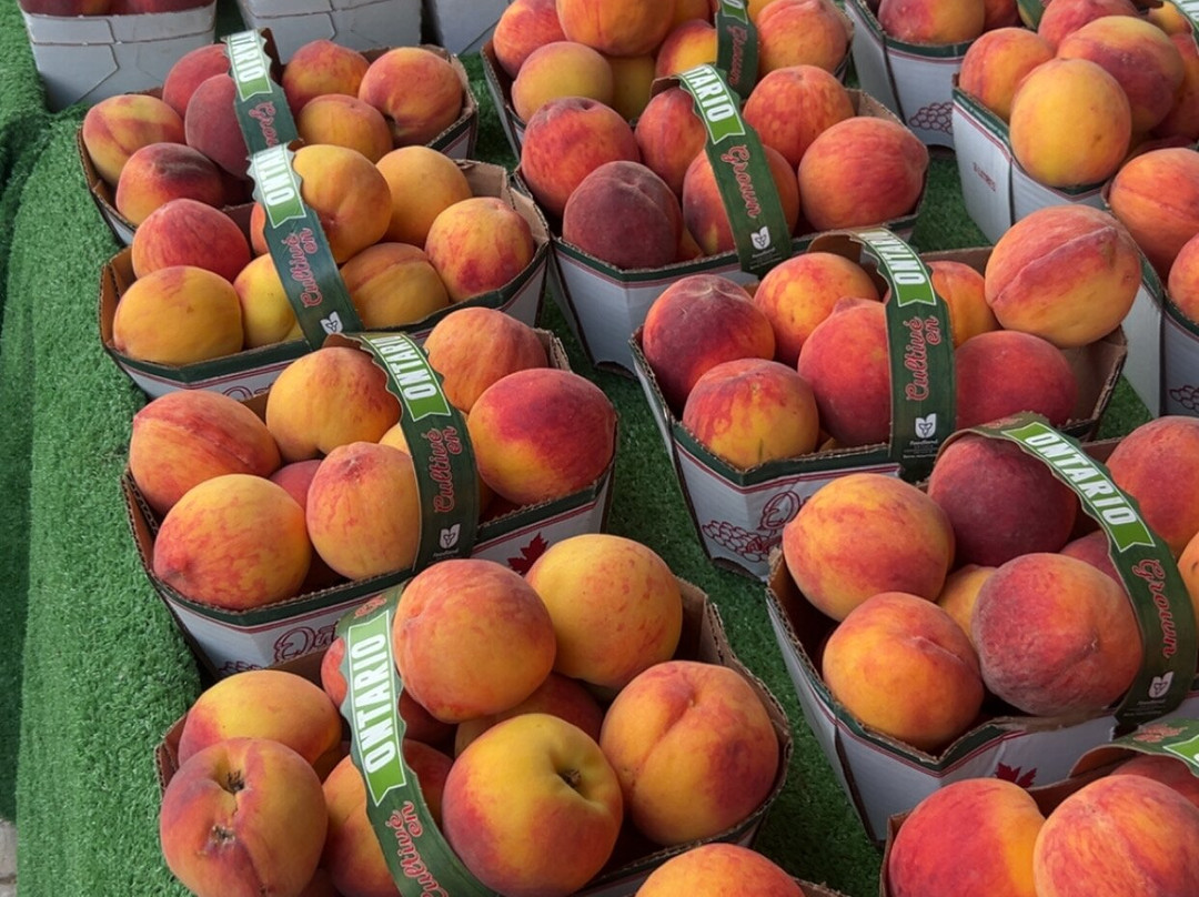 Farmer To You - Taylor Farms-邓达斯必去景点