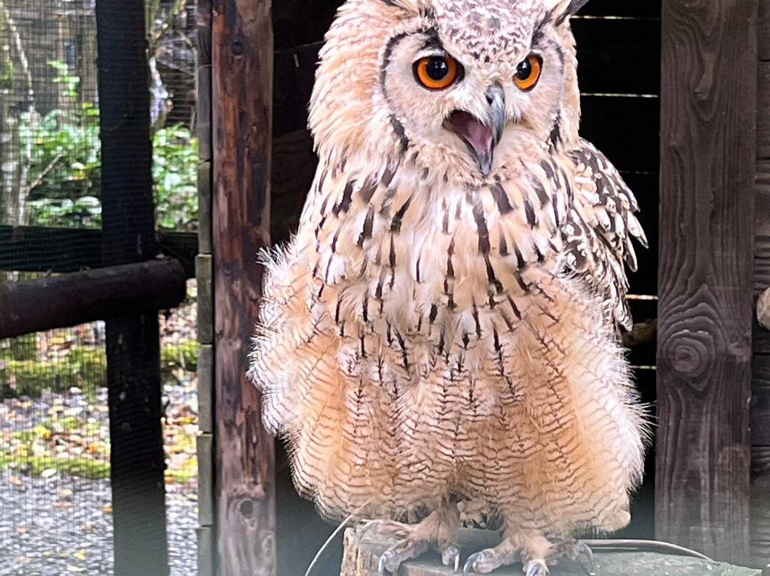 Le Jardin des Hiboux-Bievre必去景点
