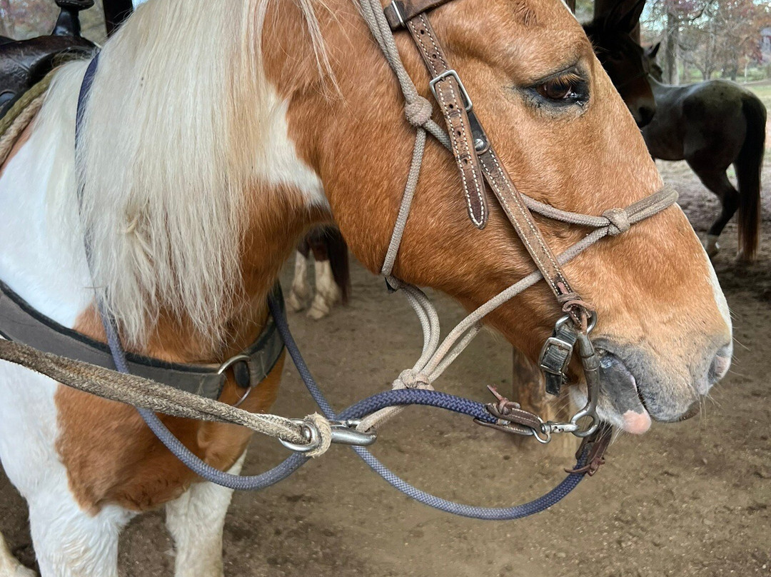 Blue Ridge Mountain Trail Rides At Hells Hollow-蓝岭必去景点