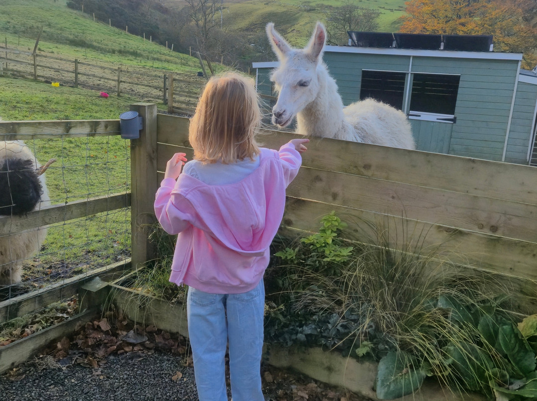 little peru alpaca trekking-Maybole必去景点