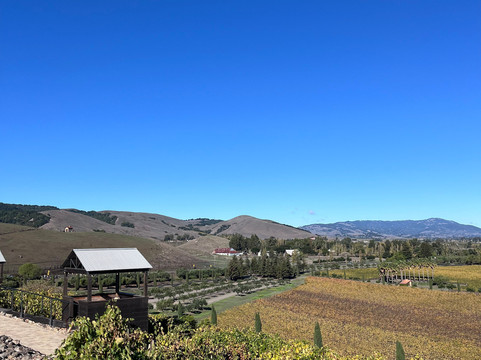 Wine Tasting Drivers-纳帕必去景点