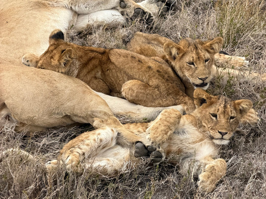 LE KOBE ADVENTURES & SAFARIS-桑给巴尔市必去景点