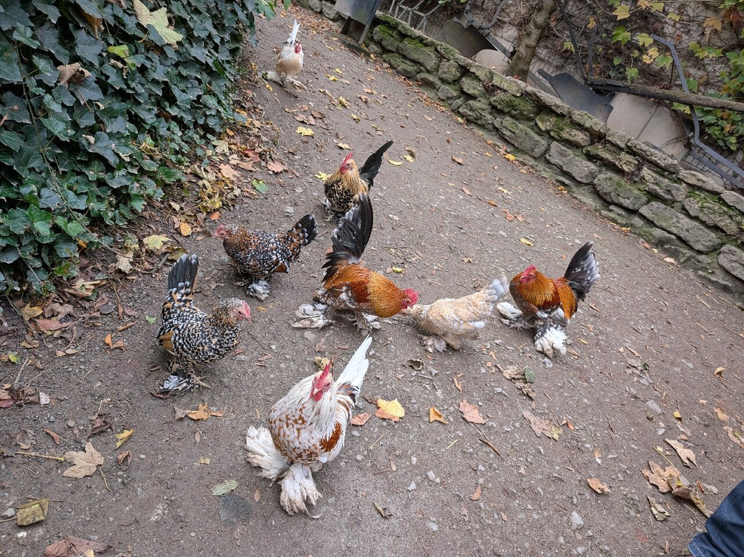 Tiergarten Eisenberg-Eisenberg必去景点