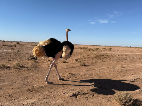 Voyage Desert Mhamid-迈哈米德必去景点