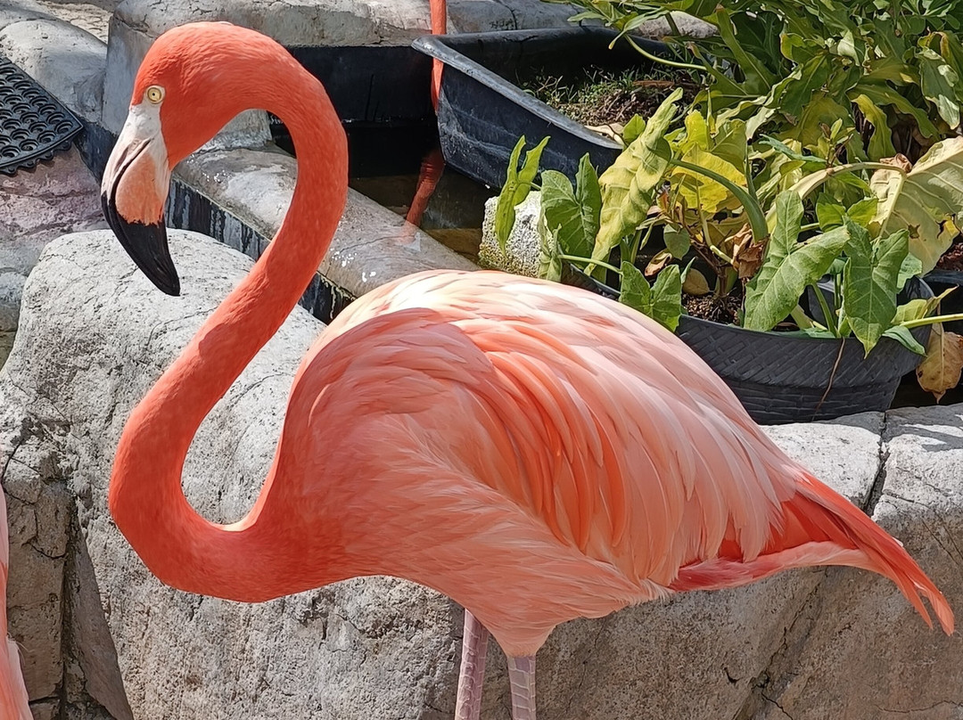 Acuario Michin Puebla-普埃布拉必去景点