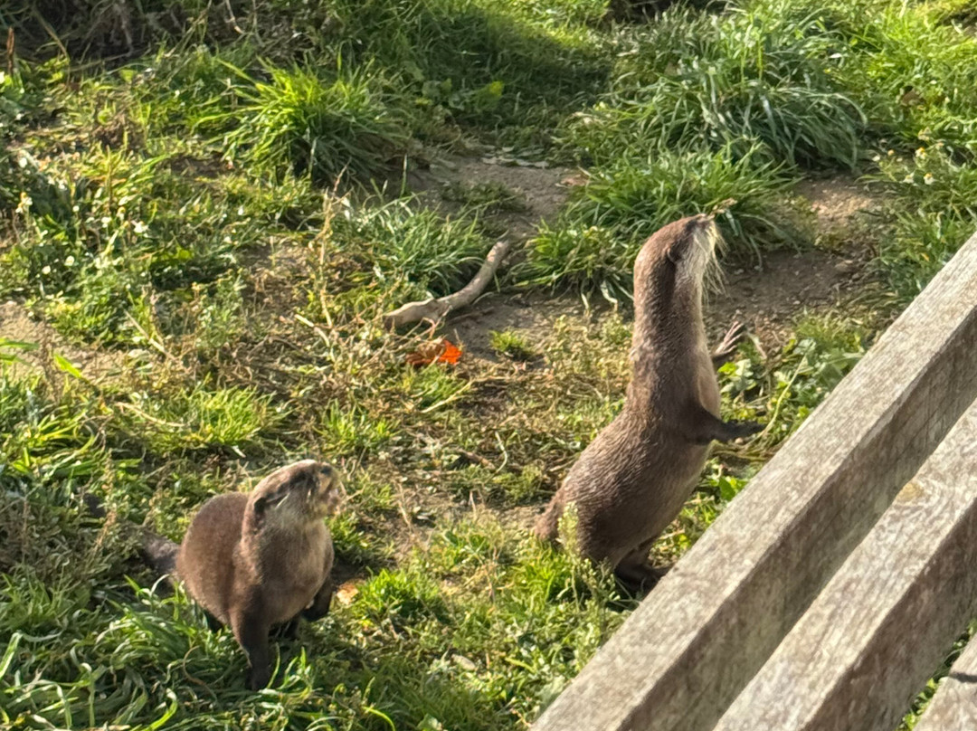 Askham Bryan Wildlife & Conservation Park-约克必去景点