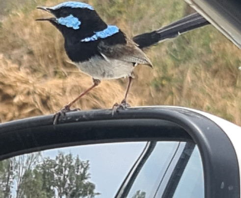 Thallon Silo Mural-Thallon必去景点